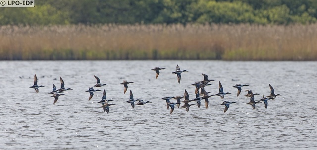 Oiseaux de la Vallée de l'Yerres